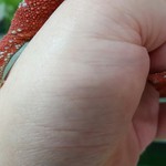 カメレオンカフェ マダガスカル - 201610ヒガシくん♂