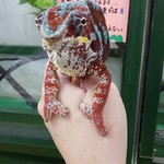 カメレオンカフェ マダガスカル - 201610ヒガシくん♂