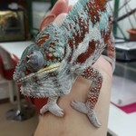 カメレオンカフェ マダガスカル - 201610タマちゃん♂(タマタブ)