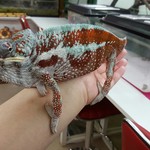 カメレオンカフェ マダガスカル - 201610タマちゃん♂