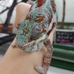 カメレオンカフェ マダガスカル - 201610タマちゃん♂