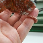 カメレオンカフェ マダガスカル - 201610タマちゃん♂