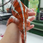 カメレオンカフェ マダガスカル - 201610タマちゃん♂