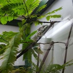 カメレオンカフェ マダガスカル - 201610スパイニーカメレオン