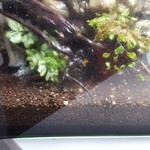 カメレオンカフェ マダガスカル - 201610マンテラの一種か？