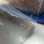 カメレオンカフェ マダガスカル - 201610ソメワケササクレヤモリ・ベビー