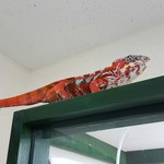 カメレオンカフェ マダガスカル - 201610ヒガシくん♂(かなり発色！)