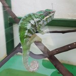 カメレオンカフェ マダガスカル - 201610パンサーカメレオンA