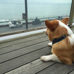 bills 七里ガ浜 - テラスからの景色（犬目線）