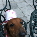 ルリジューズ - 