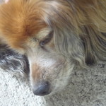 秀月 - 2013年ハナちゃん