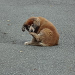 秀月 - 2016年ハナちゃん