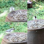 カフェテラス風樹荘 - 鳥　2016/10