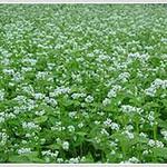 金山庵 - 料理写真: