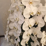 美酒美肴 はまゐ - 胡蝶蘭