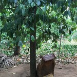 Luckgrove Spice Garden & Resturant - こちらはナツメグ