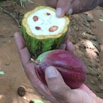 Luckgrove Spice Garden & Resturant - カカオもありました！