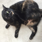 ミドリガオカ４１ - 