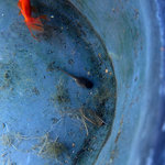 懐石カフェ 蛙吉 - 