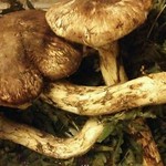 食事処 しなの木 八日堂 - 