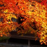 Gion Okuoka - 紅葉の季節がやってきました！