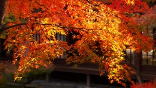 Gion Okuoka - 紅葉の季節がやってきました！