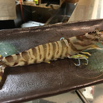 鮨松榮 - 天然江戸前車海老