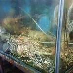 Chuk Yuen Seafood Restaurant - 店舗入口水槽の活ロブスター