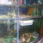 Chuk Yuen Seafood Restaurant - 店舗入口水槽のさまざまな活きた魚