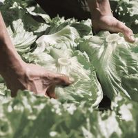 しゃぶしゃぶ 温野菜 成増店 しゃぶしゃぶおんやさい 地下鉄成増 しゃぶしゃぶ 食べログ