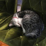 ギャラリー・エフ - 今日の銀次親分