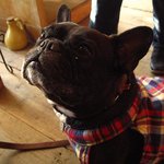 お客さんの連れてきた犬