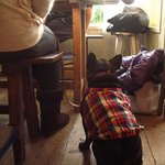 喫茶ミンカ - ご主人の食事中もおとなしく