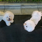 恵比寿 箸庵 - お隣にお住まいファーズちゃん