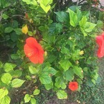 Uncle Woody's BBQ Corn - 屋外で咲いています