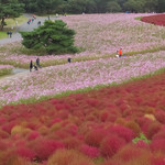 Genkiya - お店からほど近い「ひたちなか海浜公園」。
                        コキアと秋桜が見頃でした。