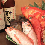 Izakaya Mogura - 新鮮なお刺身を提供しています。