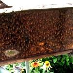 山田養蜂場 みつばち農園 - ミツバチ！！