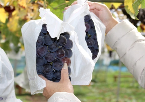 我妻観光果樹園（ワガツマカンコウカジュエン） - 関根（その他）の写真