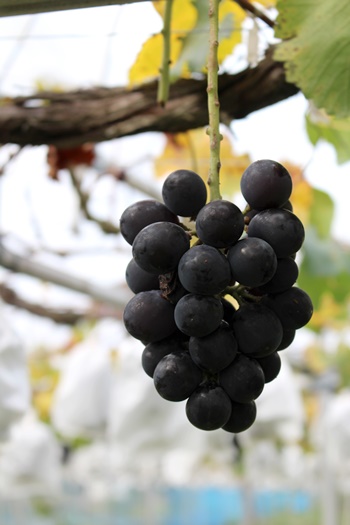 我妻観光果樹園（ワガツマカンコウカジュエン） - 関根（その他）の写真