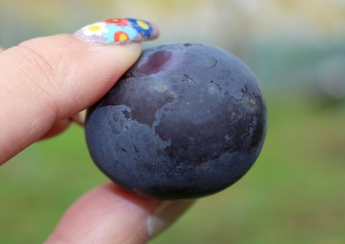 我妻観光果樹園（ワガツマカンコウカジュエン） - 関根（その他）の写真