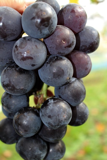 我妻観光果樹園（ワガツマカンコウカジュエン） - 関根（その他）の写真