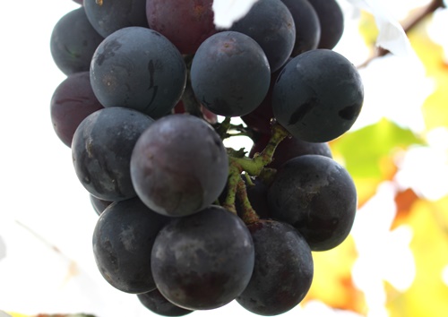 我妻観光果樹園（ワガツマカンコウカジュエン） - 関根（その他）の写真