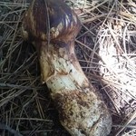 松茸屋 魚松 - 天然国産松茸が採れます