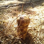 松茸屋 魚松 - こんな感じで生えています