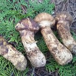 松茸屋 魚松 本店 - ゲットした天然国産松茸