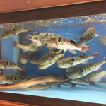 梅田 ふぐ乃介　泳ぎふぐ 鱧料理専門店 - 