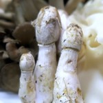 オイラは一番左…