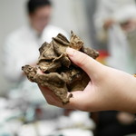 趙楊 - コショウタケ（虎掌菌）