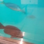 海中魚処 萬坊 - 窓からは魚が泳いでいる様子が見れて楽しい♪